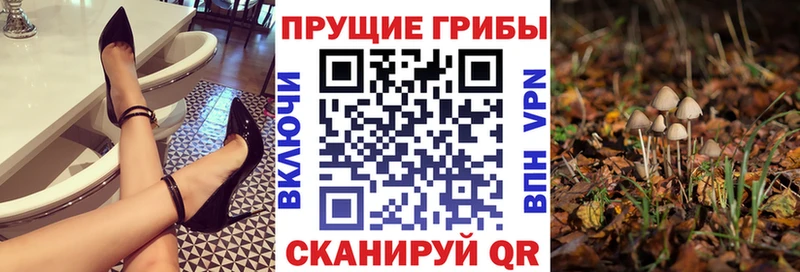 Псилоцибиновые грибы Psilocybine cubensis Когалым